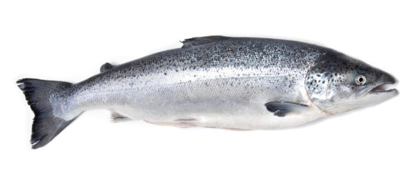 Семга (лосось) с/м, кг